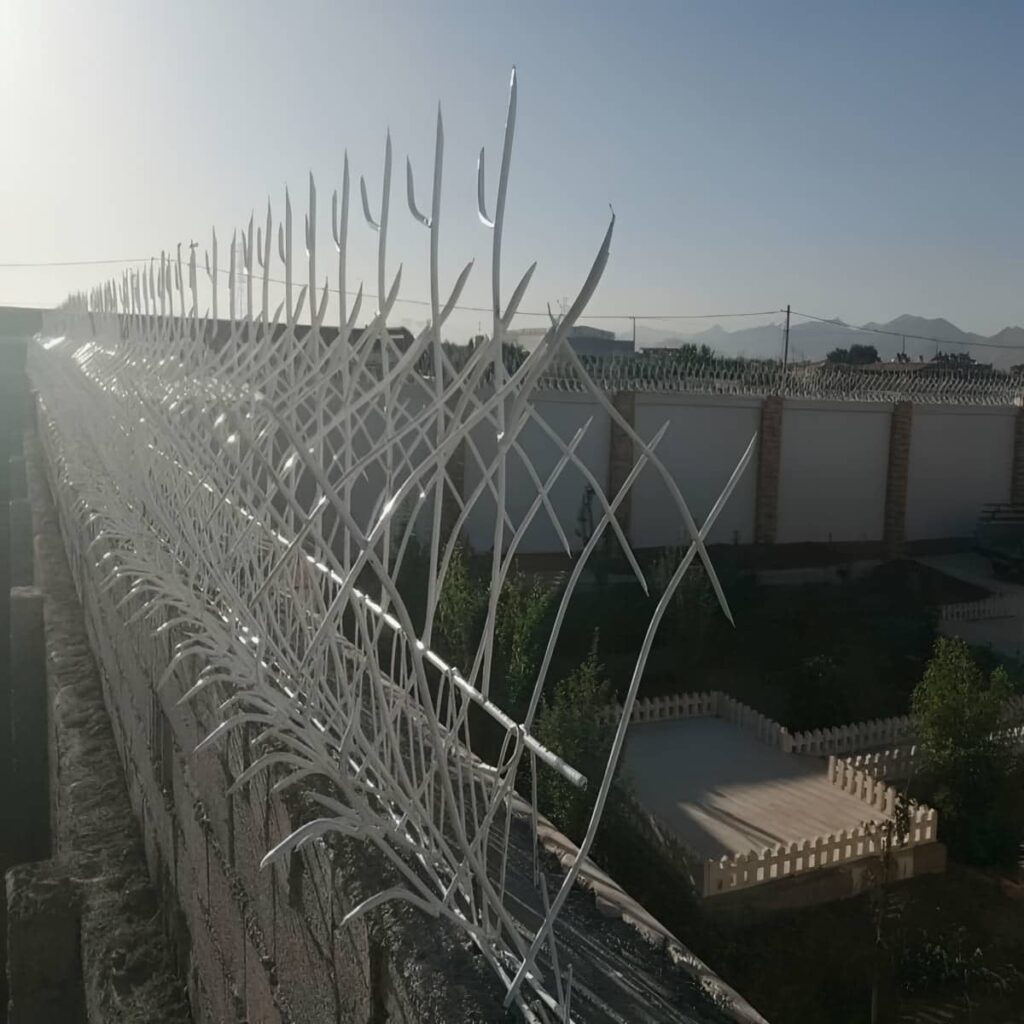 حفاظ شاخ گوزنی در طالقان