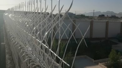 حفاظ شاخ گوزنی در طالقان