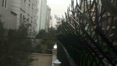 حفاظ شاخ گوزنی در فیروزکوه