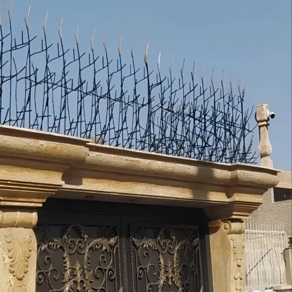 حفاظ شاخ گوزنی در کاشان