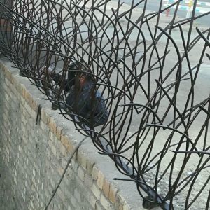 حفاظ شاخ گوزنی در قزوین