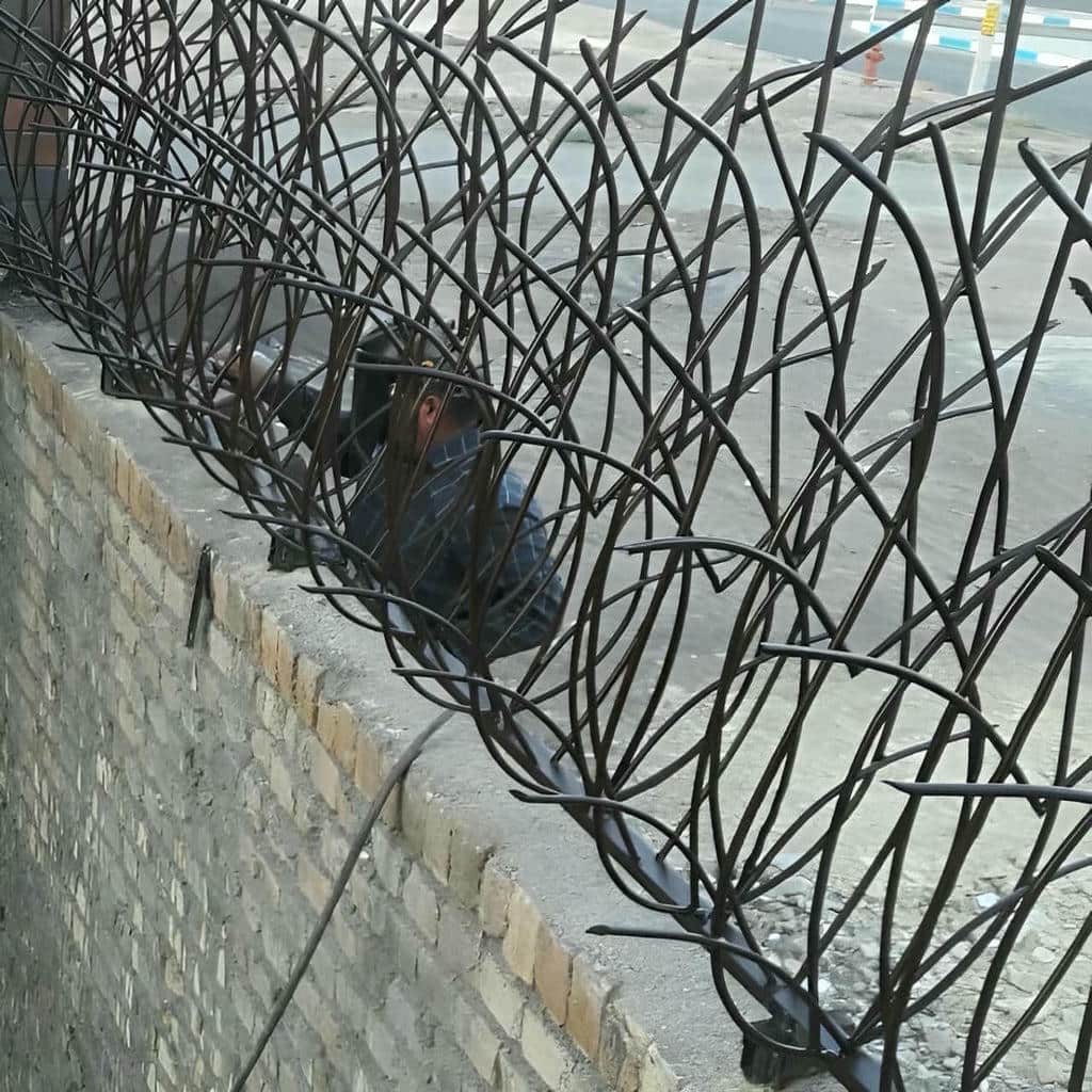 حفاظ شاخ گوزنی در قزوین