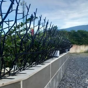 حفاظ شاخ گوزنی در کرمانشاه