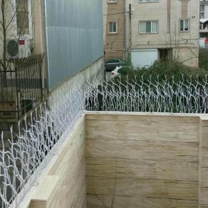 حفاظ شاخ گوزنی در سیرجان