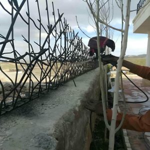 حفاظ شاخ گوزنی در بومهن