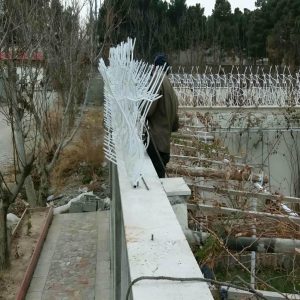 حفاظ شاخ گوزنی در اردبیل