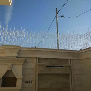 حفاظ شاخ گوزنی در تبریز