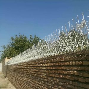 حفاظ شاخ گوزنی در محمودآباد