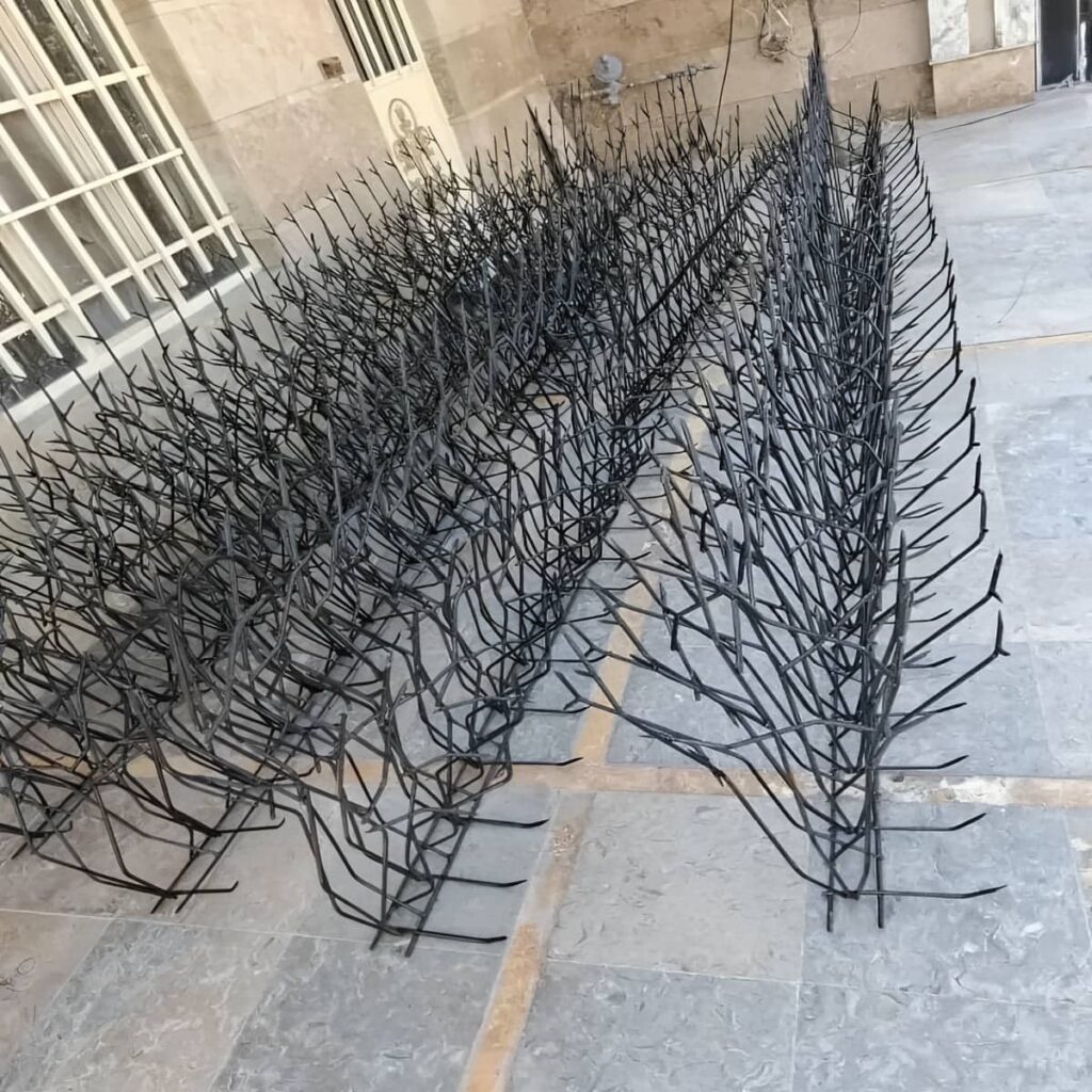 حفاظ شاخ گوزنی در بندرعباس