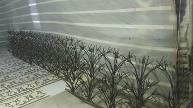 حفاظ شاخ گوزنی در اهواز
