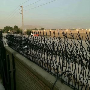 حفاظ شاخ گوزنی در شیراز