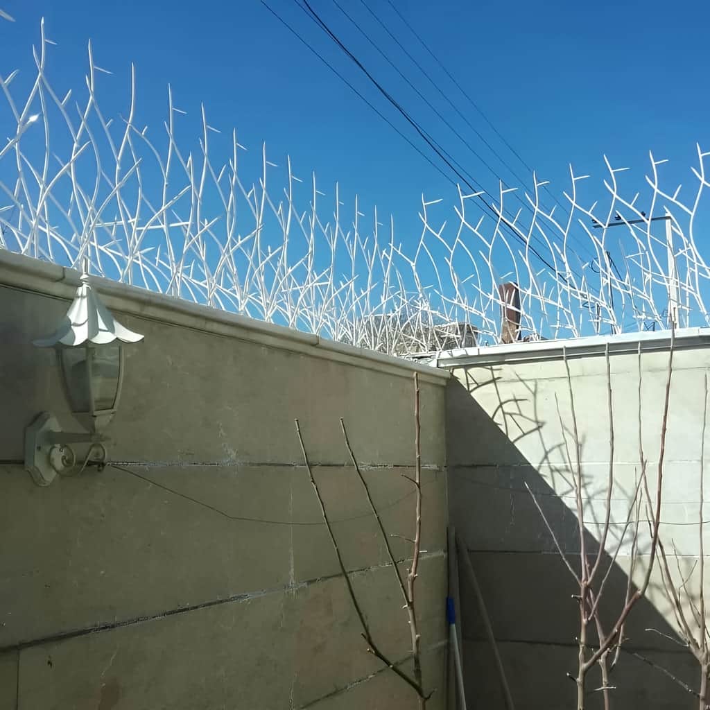 حفاظ شاخ گوزنی با شاخه های متراکم